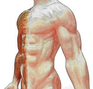 marcar abdominales en www.deporteysaludfisica.com Fuente imagen www.sxc.hu