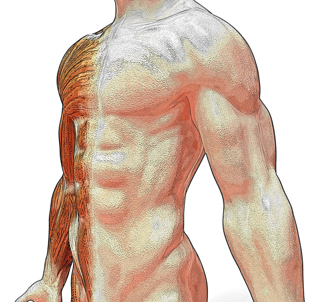 marcar abdominales en www.deporteysaludfisica.com Fuente imagen www.sxc.hu