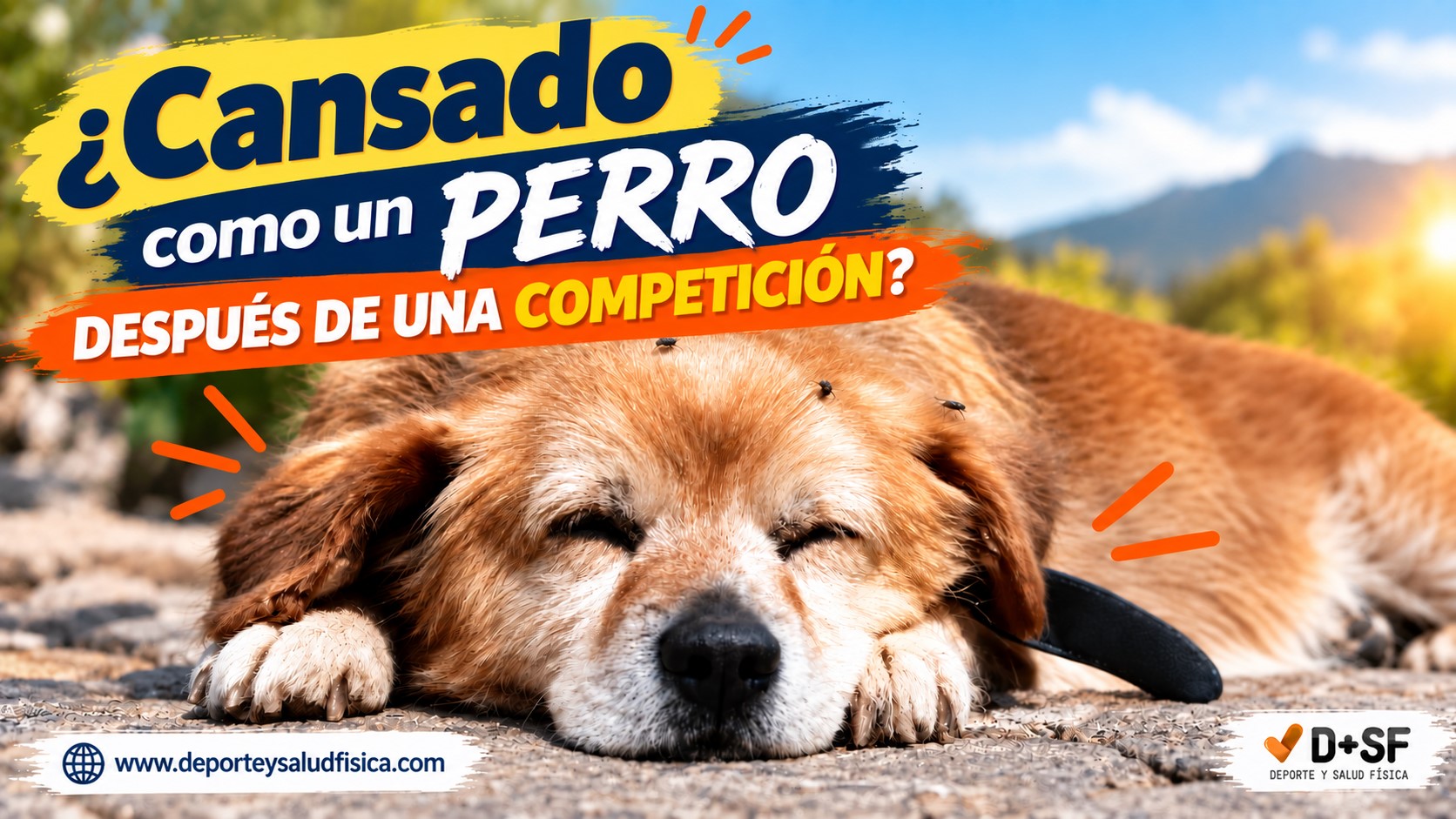 Cansado como un perro tras una marcha, carrera o competicion.Aprende a cómo entrenar al día siguiente en https://www.deporteysaludfisica.com