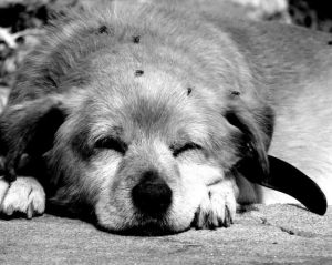 Cansado como un perro tras una marcha, carrera o competicion.Aprende a cómo entrenar al día siguiente en https://www.deporteysaludfisica.com