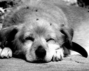 Cansado como un perro tras una marcha, carrera o competicion.Aprende a cómo entrenar al día siguiente en https://www.deporteysaludfisica.com