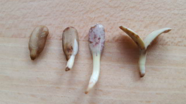 cómo germinar pipas de girasol