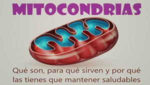 Mitocondrias sanas para tener energía