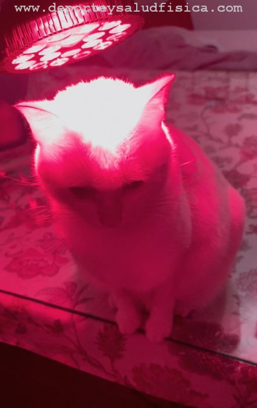 luz roja mascotas