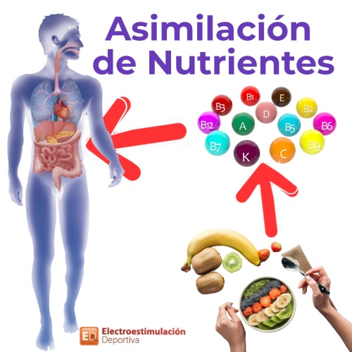 qué es el intestino permeable. Asimilación de alimentos