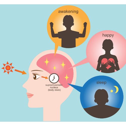 La melatonina se regula con el ciclo luz oscuridad del ritmo circacioano