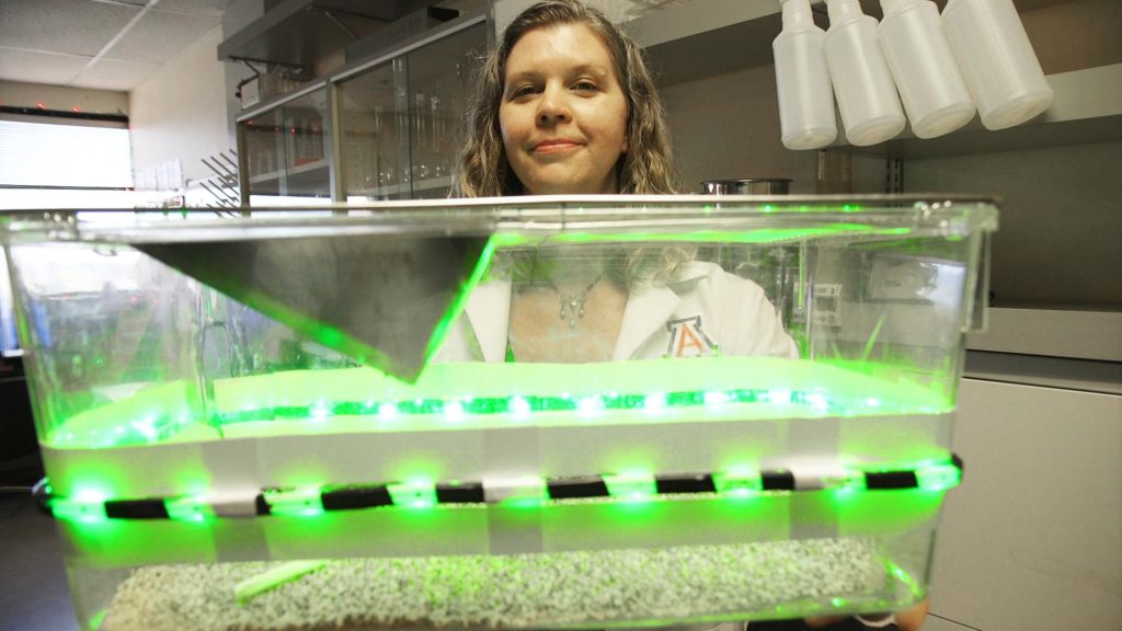 Experimento luz verde para el dolor crónico y agudo